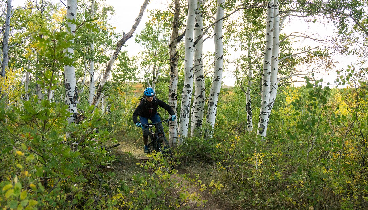 Aspen Wälder